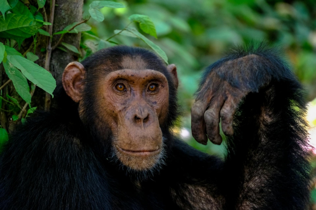 10-Day Uganda Safari Highlights