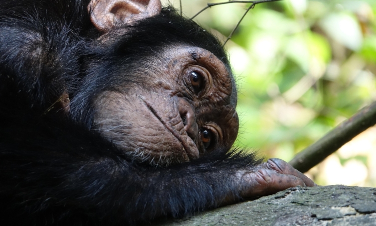 2-Day Kibale Chimpanzee Trekking Tour in Uganda