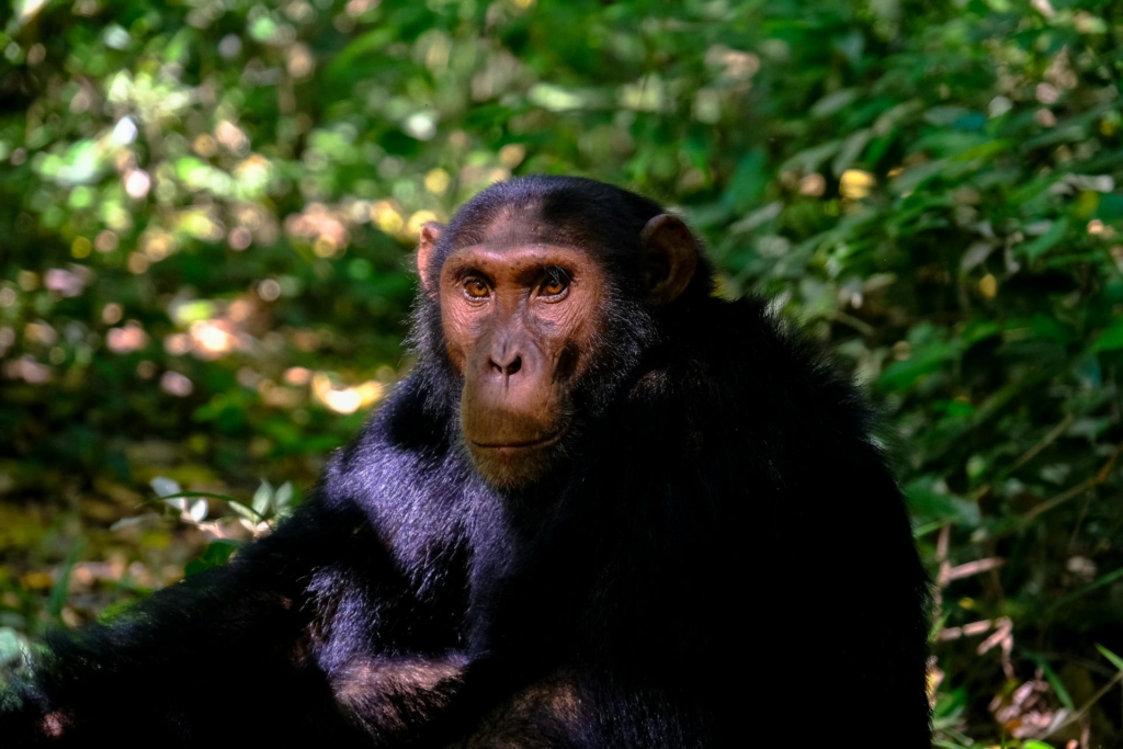 5-Day Murchison Falls & Kibale National Park Safari Highlights