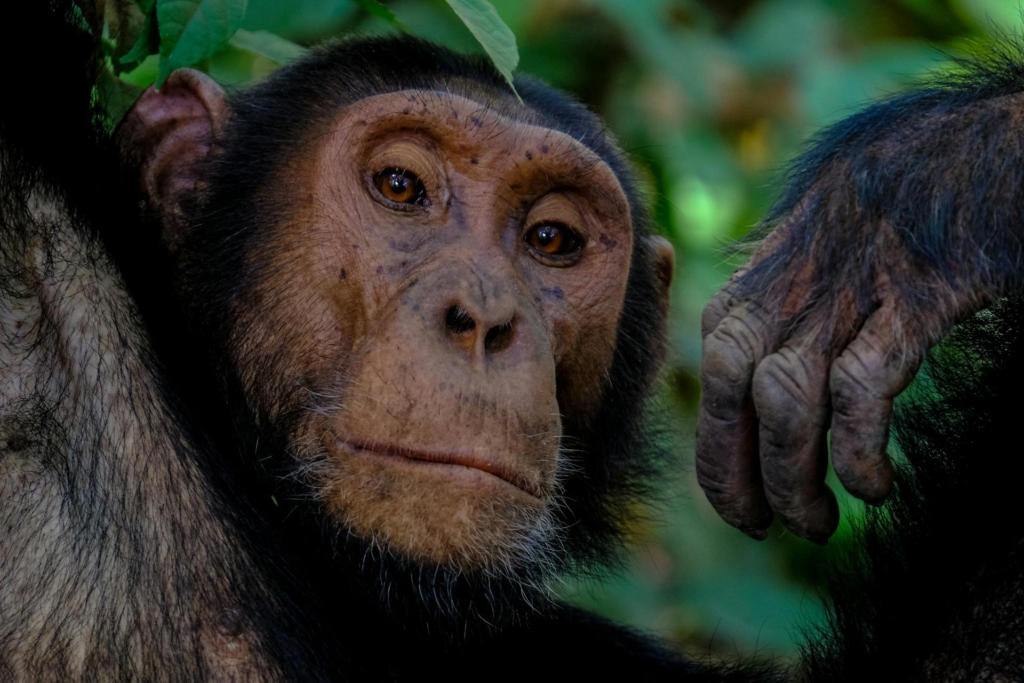 7-Day Uganda Safari Highlights