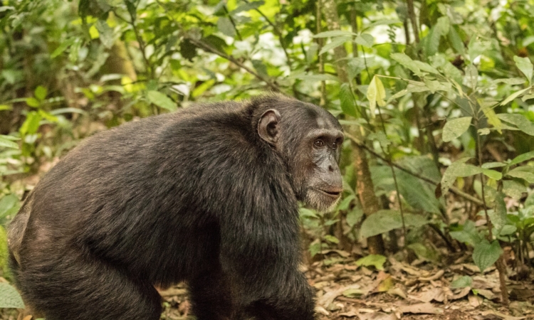 Affordable Kibale National Park Tours - Chimpanzee Trekking & Wildlife Safaris
