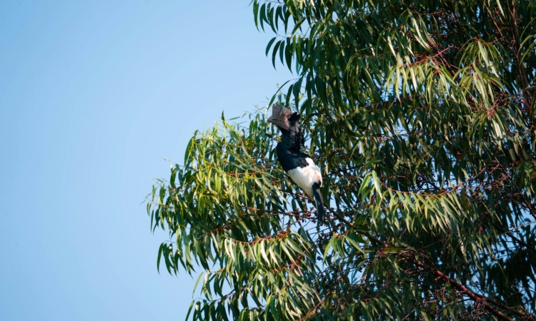 Birding in Kibale National Park - Spot the Green-breasted Pitta & Other Rare Species