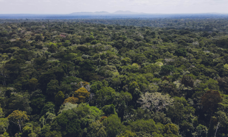 Bugoma Forest - Biodiversity Hotspot in Western Uganda