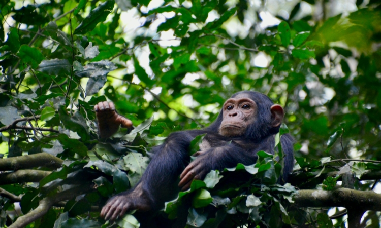 Buraiga Sector of Kibale National Park - Chimpanzee Trekking & Habituation Experiences