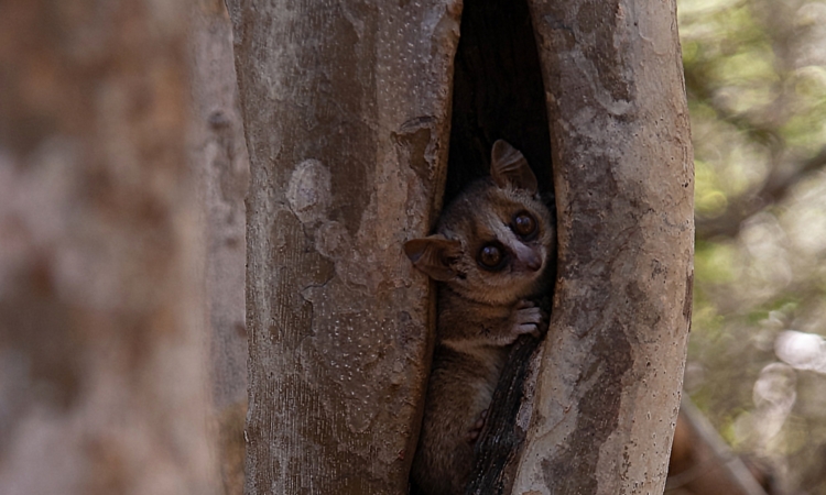 Bushbabies (Galagos) in Kibale National Park - Nocturnal Primates