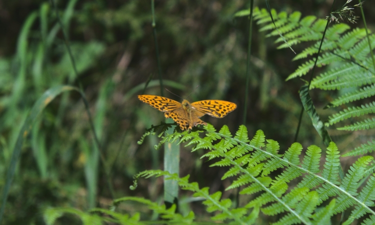 Butterfly Watching in Kibale National Park - Species & Tours