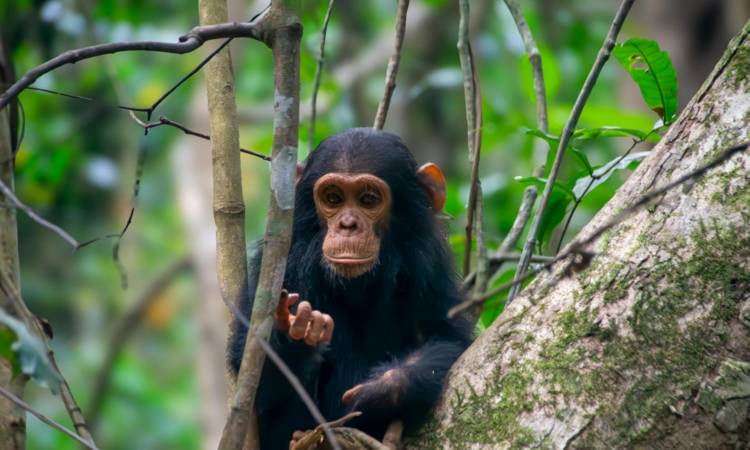 Chimpanzee Diet in Kibale National Park - What These Primates Eat in the Wild