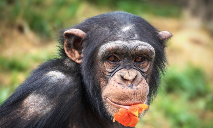 Chimpanzee Environmental Adaptations - Tool Use, Social Structures & Sensory Abilities