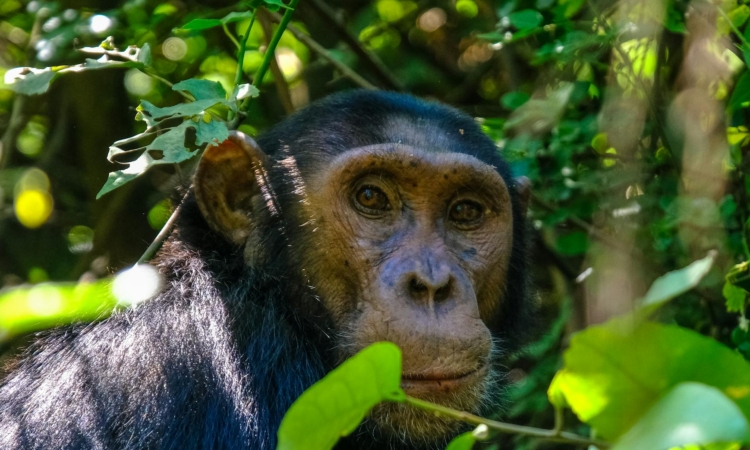 Chimpanzee Facts & Characteristics - Common Chimpanzee