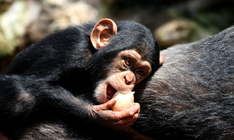 Chimpanzee Habituation Permits in Kibale - Cost, Booking & Experience Guide