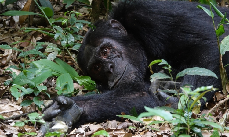 Chimpanzee Habituation in Kibale - Full-Day Experience with Uganda’s Primates