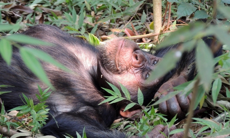 Chimpanzee Species in Africa - Subspecies, Behavior & Traits