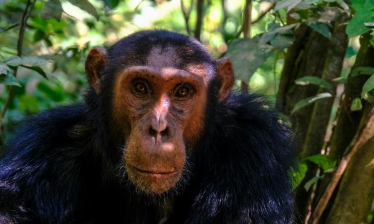Chimpanzee Strength Compared to Humans - Understanding Their Physical Power