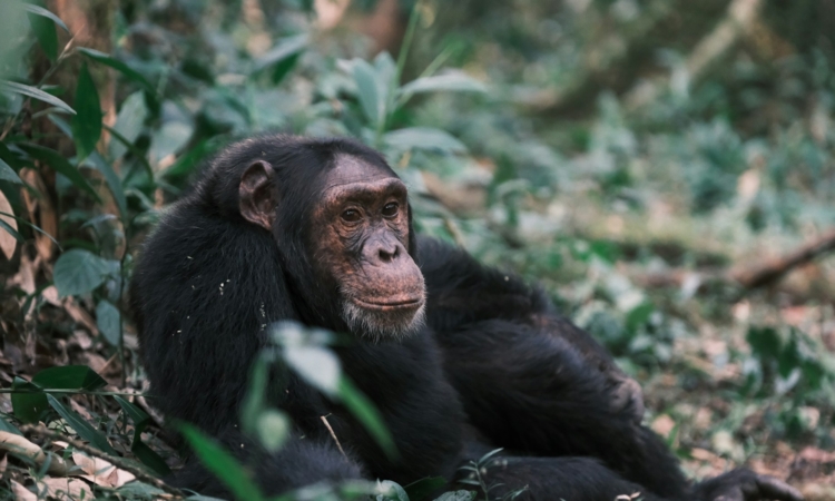 Chimpanzee Trekking Age Requirements in Kibale National Park