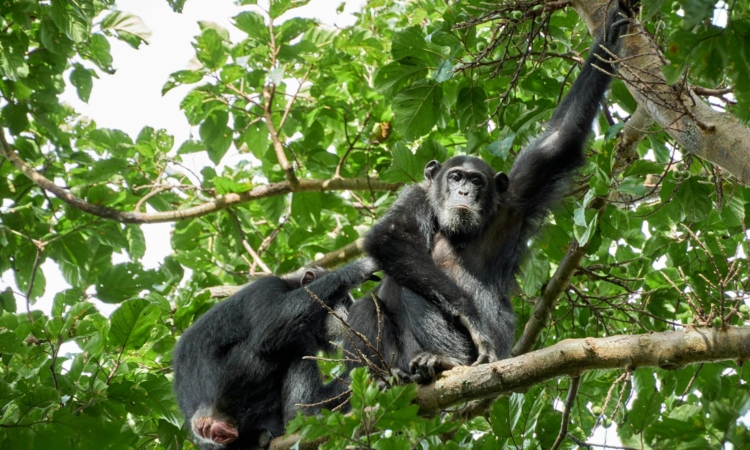 Chimpanzee Trekking in Kibale National Park - Experience Uganda’s Primate Capital