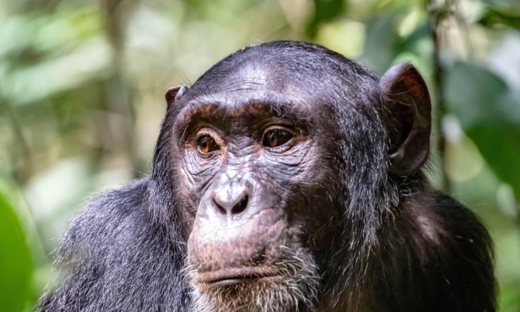 Chimpanzees in Kibale National Park - Population, Behavior & Trekking Opportunities