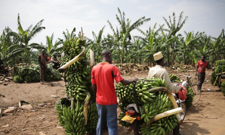 Community Tours & Village Walks in Kibale National Park