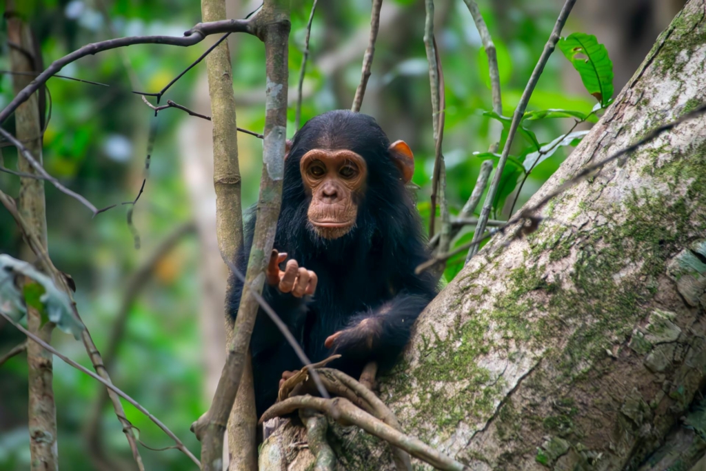 Detailed 4-Day Uganda Safari Itinerary