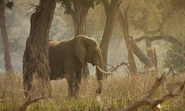 Forest Elephants in Kibale National Park - Characteristics & Conservation
