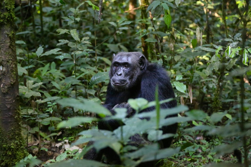 Full 4-Day Kibale Chimpanzee Trek, Bigodi Wetland & Amabere Caves Tour Itinerary