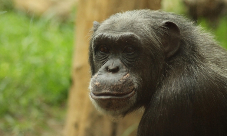 Group Tours to Kibale National Park - Chimpanzee Trekking & Wildlife Safaris​