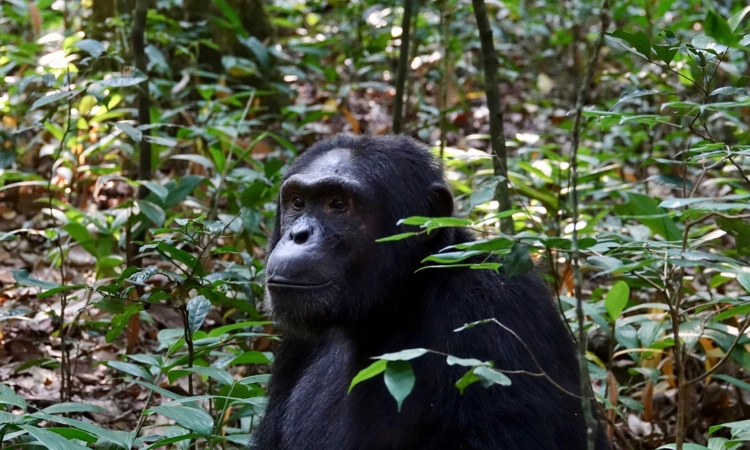 Kanyanchu Sector - Chimpanzee Trekking Hub in Kibale National Park