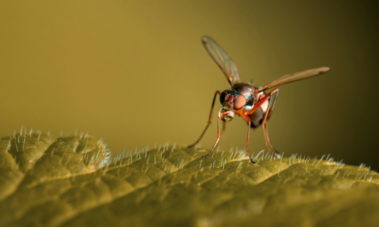 Malaria Prevention for Visitors to Kibale National Park