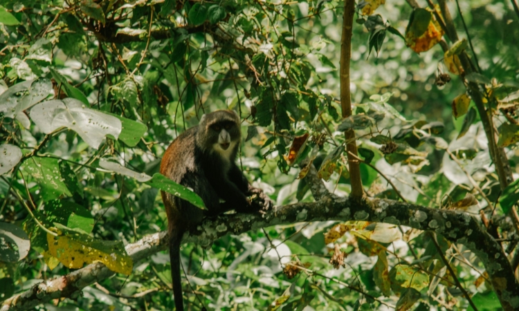 Monkey Species in Kibale National Park - Red-Tailed, Blue, L'Hoest's & More