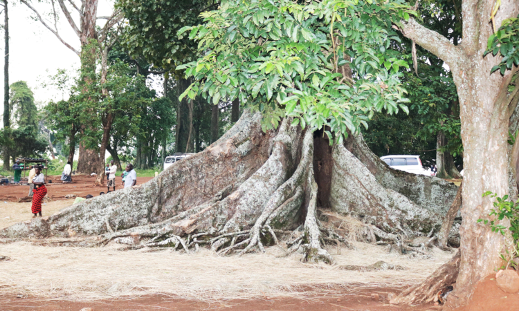 Nakayima Tree - Ancient Cultural Heritage Site in Mubende, Uganda