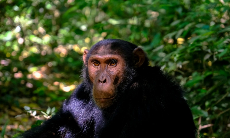 Wildlife in Kibale National Park - Chimpanzees, Primates & Diverse Mammals