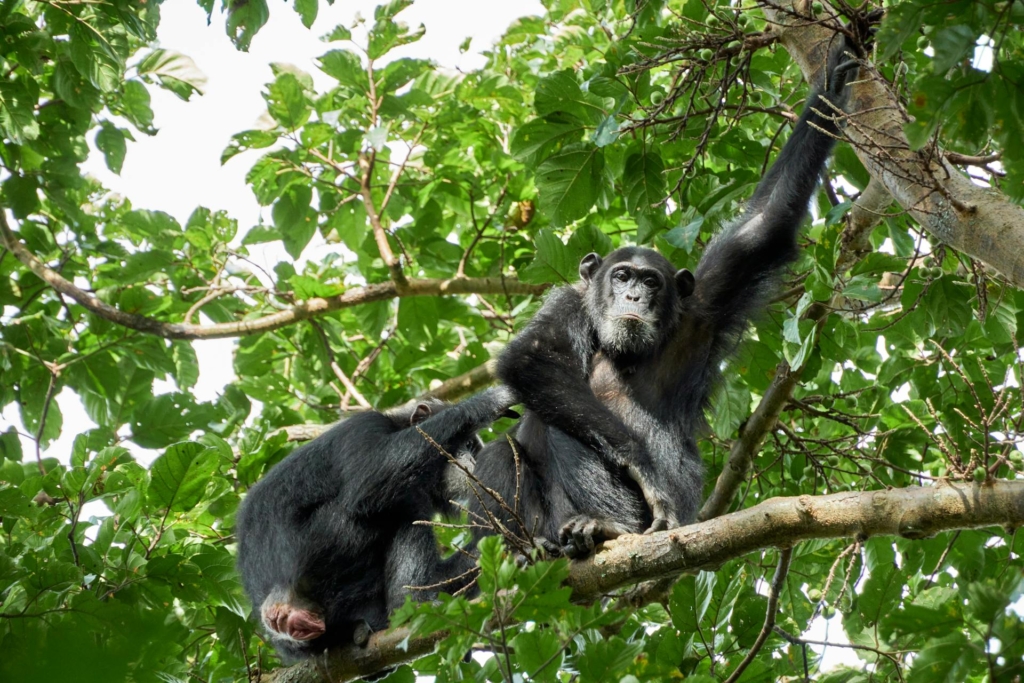 5-Day Uganda Safari Highlights