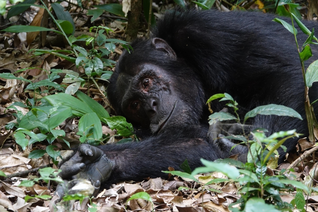 Best Time to See Chimpanzees in Uganda