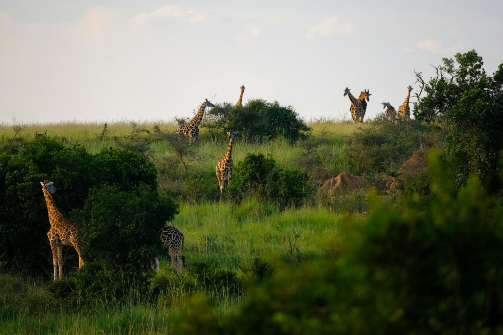Best Time to Visit Uganda