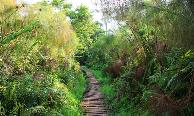 Bigodi Wetland Sanctuary - Explore Uganda's Birding Paradise​