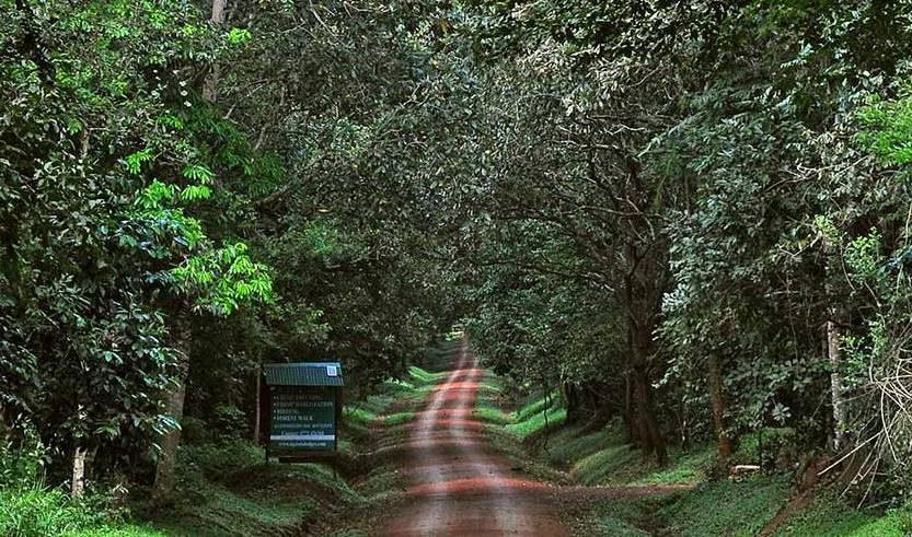Chimpanzee Trekking in Budongo Forest
