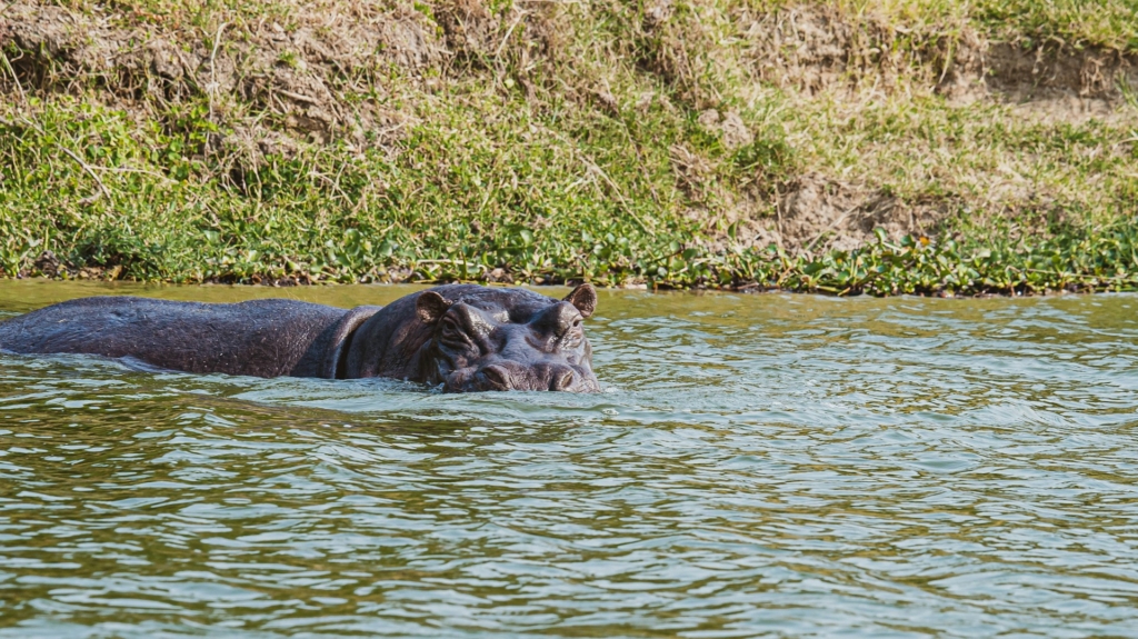 Detailed 5-Day Uganda Safari Itinerary