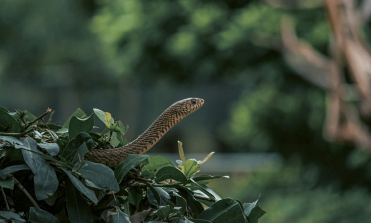 Forest Snake Species in Kibale National Park Uganda