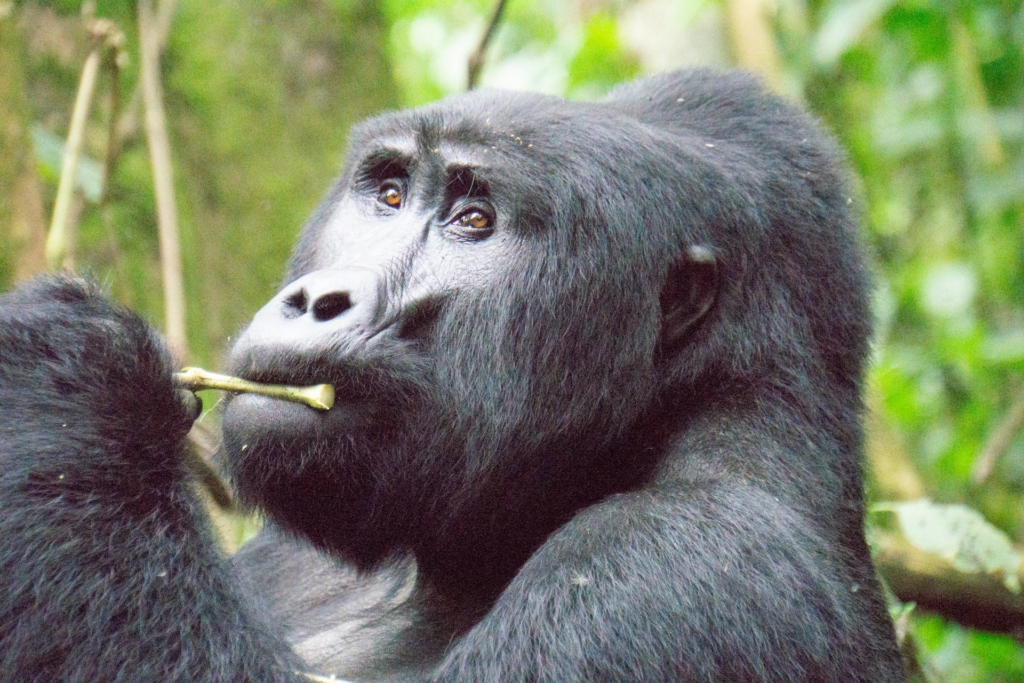 Gorilla trekking in Bwindi Impenetrable Forest