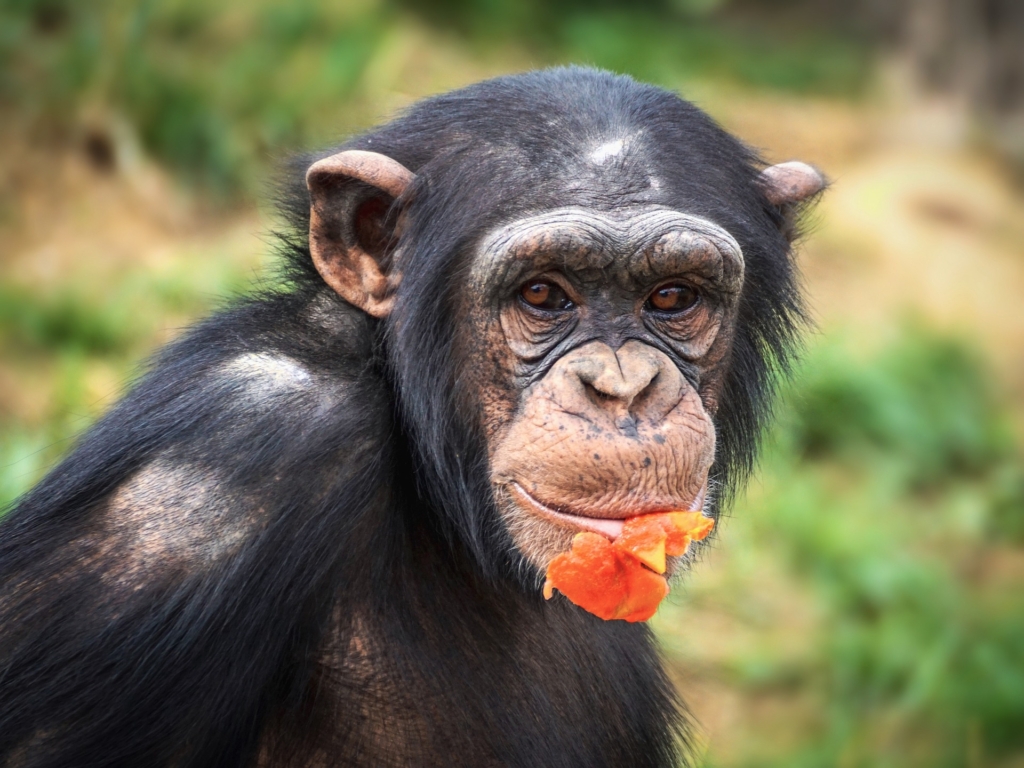 Kibale Forest National Park Website | Chimpanzee Trekking