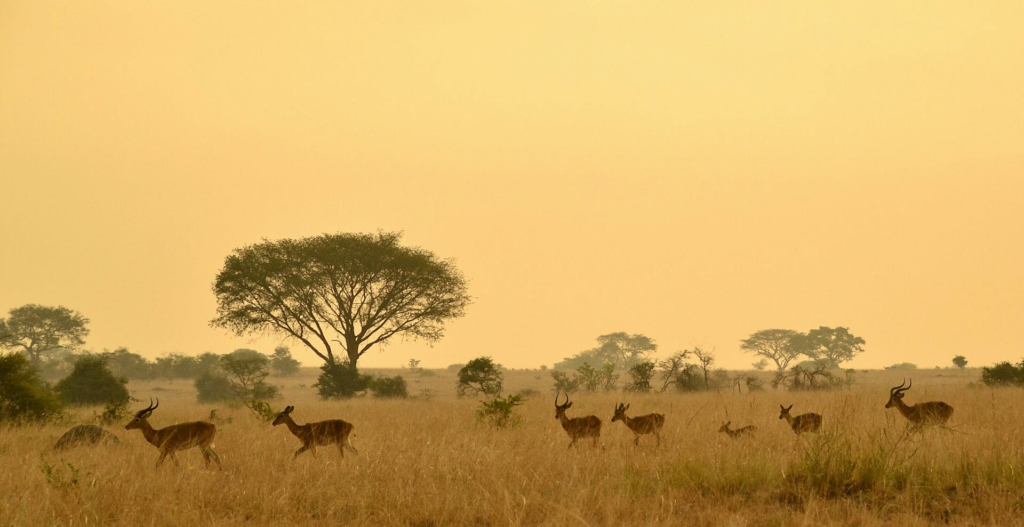 Most Popular Uganda Tour Packages