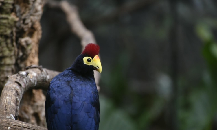 Sebitoli Wetland Uganda – Nature Walks & Bird-watching in Kibale